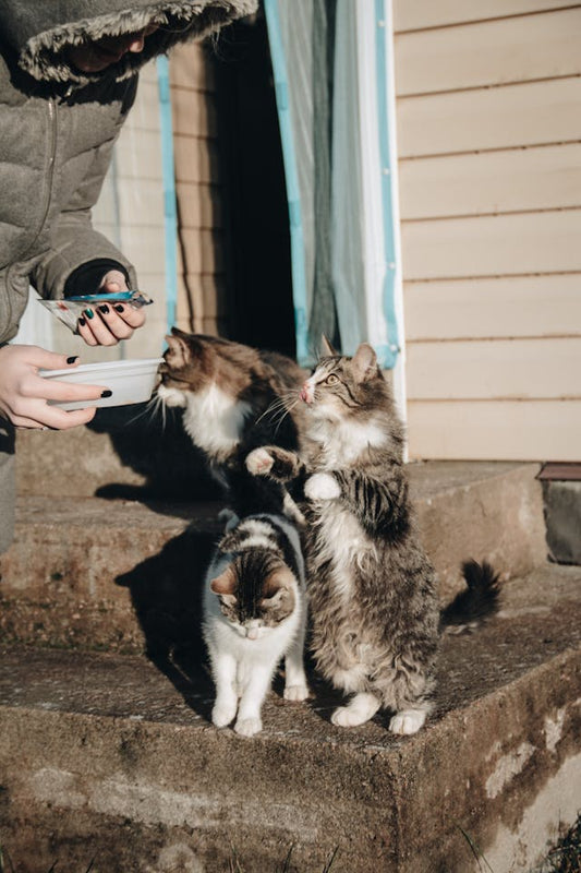 The Power of Giving: Why Donating to Those in Need Matters